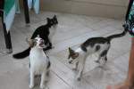 Sonstige Katzen im Hotel (Palm Beach Hotel | Zypern)