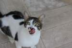 Sonstige Eine der Katzen im Hotel (Palm Beach Hotel | Zypern)