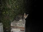 wild--grau--sand--rohrkatzen-manuls-felis Eine Hauskatze Nachts im Lehrte auf einen Stein, am 08.09.2011 um 0:37 Uhr