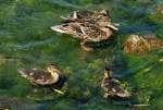 stockente-anas Stockentenmutter mit K�ken im Z�lpicher See - 29.05.2011