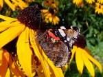 Admiral(Vanessa atalanta)ist auf einer ...  JohannJ 19.09.2011
