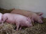 Edelschwein (6 Fotos)