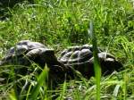 landschildkroten 2 Schildkr�ten im Garten (13.9.2011)