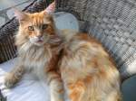 Norwegische Waldkatze Norwegischer  Waldkater in duisburg-trompet beim sonnen ausnahmsweise mal wach.Leo wiegt 9 kilogramm und hat ein kuscheliges Fell ;D