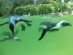 pinguine beim schwimmen im Zoo Duisburg  ...