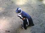 brillenpinguine-spheniscus Brillenpinguin im Zoo Duisburg 