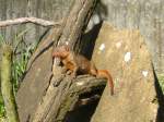 Zwergmanguste auf einem Holzstamm ...  Sebastian S�ss 24.09.2011