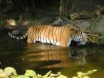 tiger-panthera-tigris Tiger im Zoo Duisburg beim Baden 