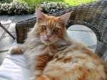 Norwegische Waldkatze (0 Fotos)