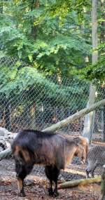 tahre-hemitragus Himalaya-Tahr im Tiergehege Zeulenroda am 29.09.2011