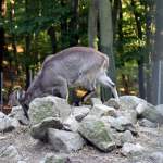 tahre-hemitragus Himalaya-Tahr im Tiergehege Zeulenroda am 29.09.2011