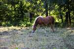 sonstige Pferd auf einer Koppel in Zeulenroda. Am 29.09.2011