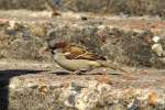 sperlinge Ein Spatz in Krasnojarsk. (9.9.2011)