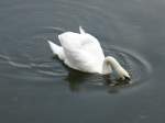 schwane-cygnus Dieser Schwan ist im litauischen Meeresmuseum in Klaipeda/Memel beheimatet. Er lebt in den Wassergr�ben der Nehrungsfestung, in welcher sich das besagte Museum befindet. Ich habe es am 08.09.2011 besucht.