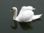schwane-cygnus Dieser Schwan ist im litauischen Meeresmuseum in Klaipeda/Memel beheimatet. Er lebt in den Wassergr�ben der Nehrungsfestung, in welcher sich das besagte Museum befindet. Am linken Fu� ist er sogar beringt. Aufnahmedatum: 08.09.2011