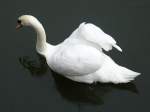 schwane-cygnus Dieser Schwan ist im litauischen Meeresmuseum in Klaipeda/Memel beheimatet. Er lebt in den Wassergr�ben der Nehrungsfestung, in welcher sich das besagte Museum befindet. Ich habe es am 08.09.2011 besucht.