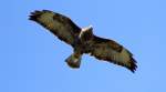 bussarde-buteo Ein Bussard, der nach einigem Kreisen am Himmel direkt �ber mich hinweg flog-30.9.2011.