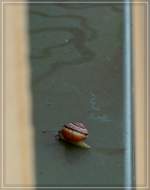Im Tau ...  De Rond Hans und Jeanny 01.10.2011