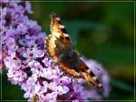 Schmetterling auf einer Bl�tenstaude ...  De Rond Hans und Jeanny 01.10.2011