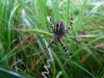 Wespenspinne(Argiope bruennichi) ...  JohannJ 01.10.2011