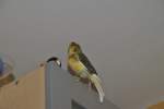 Kanarienvogel Carly am 31.08.2011. ...  Thomas Flebbe 02.10.2011