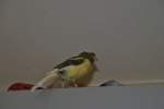 Kanarienvogel Carly am 31.08.2011. ...  Thomas Flebbe 02.10.2011