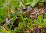 Frosch oder Kr�te? Jedenfalls ...  Joachim Kohler 02.10.2011