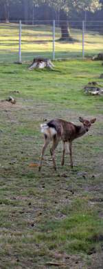 cervus-rothische-sikahirsche-wapitis Ein Sikahirsch im Tiergehege Zeulenroda am 29.09.2011