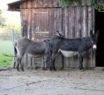 2 Hausesel im Tiergehege ...  marcel krawetzke 02.10.2011