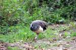Pfau im Tiergehege Zeulenroda ...  marcel krawetzke 02.10.2011