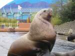 Nordpazifische Seel�wen (Zalophus) (59 Fotos)
