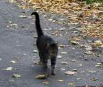 Sonstige Eine Katze auf einen Bauernhof. Foto 05.10.2011