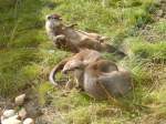 Otter im Sealife oberhausen beim spielen  ...