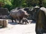 Nashorn und Nashorn JUNGES im ZOO KREFELD  ...