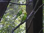 WELLENSITTICHE IM ZOO DUISBURG ...  Sebastian S�ss 09.10.2011