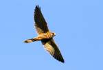 falken-falco Ein Turmfalke, der nach kurzem Ausschau halten ohne Beute weiter flog-25.9.2011.