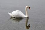 H�ckerschwan auf dem Gnadensee, einem Teil des Bodensees, bei Reichenau/Lkr. ...