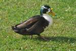 Stockente mit anderer Fiederung ...  Reinhard Zabel 12.10.2011