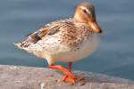 Stockente mit anderer Fiederung ...  Reinhard Zabel 12.10.2011