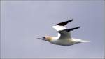 bass--kap--australischer-tolpel-morus Basst�lpel im Flug �ber dem Atlantik vor der bretonischen K�ste. 06.10.2011