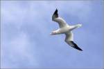 bass--kap--australischer-tolpel-morus Basst�lpel im Flug �ber dem Atlantik vor der bretonischen K�ste. 06.10.2011