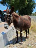 Ein Esel auf Rhodos. ...  Mario Sch�rholz 20.10.2011