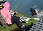 Frech wie Oskar und unerschrocken. Dohlen und Vogelfreund unterhalb der ...