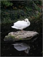 Schwan im Square Verdrel ...  Helmut Seger 29.10.2011