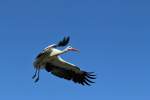 Weissstorch im Landeanflug (28.08.2011)   ...