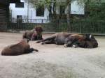 IM ZOO K�LN  ...  Sebastian S�ss 31.10.2011