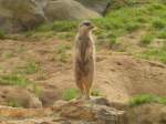 IM ZOO K�LN  ...  sebastian s�ss 31.10.2011