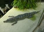 Echte Krokodile (Crocodylus) (40 Fotos)