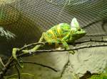 Cham�leons (Chamaeleonidae) (20 Fotos)