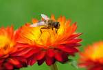 Schwebfliegen (Syrphidae) (23 Fotos)